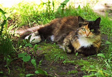 Cat With A Tricolor Coat Color Lies Among The Thick Green Grass Stock