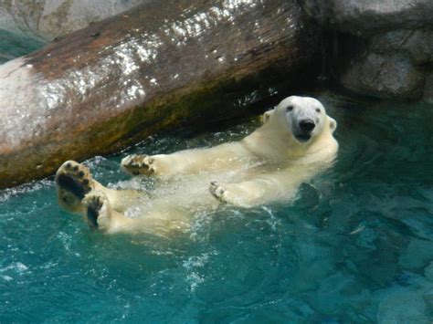 the polar bear at sea world at the gold coast queensland i took this great pic last wednesday