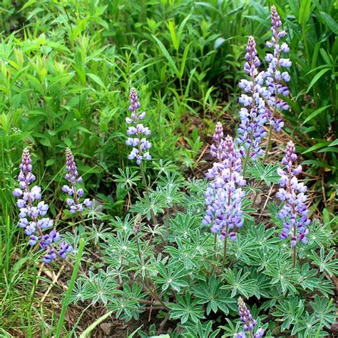 Wild Lupine Seed Click Fork