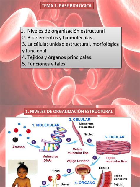 Aa1 Organización Básica Del Cuerpo Humano Pdf Biomoléculas Hueso