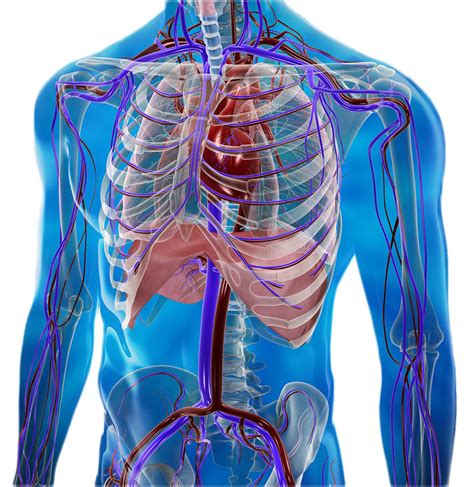 Beatmap Human Cardiovascular System 3d Rendering 0 By Jabernoimi On