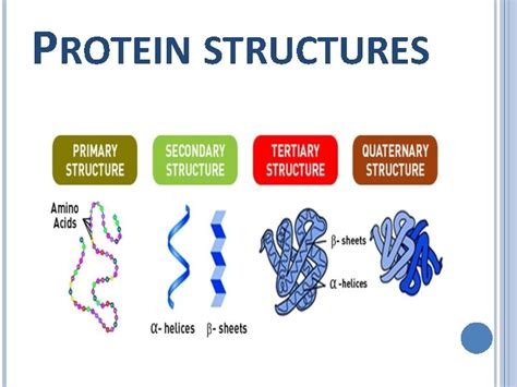 Protein Outline Protein Definition Protein Structure Protein Function