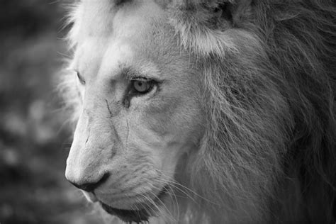 Premium Photo Closeup Beautiful Portrait Of An African Lion