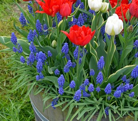Novica, the impact marketplace, invites you to discover floral jewelry at incredible prices handcrafted by talented artisans worldwide. DIY: Red, White and Blue Flowerpot Combinations ...