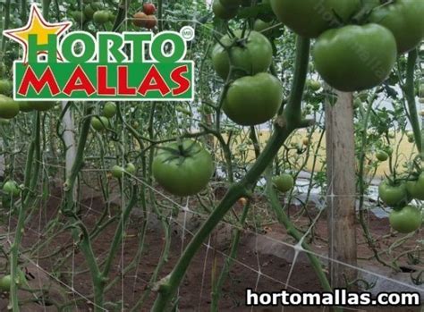 Tomato Trellis Hortomallas™ Supporting Your Crops®
