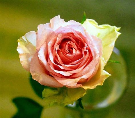 Free Image On Pixabay Rose Pink Blossom Bloom In 2020