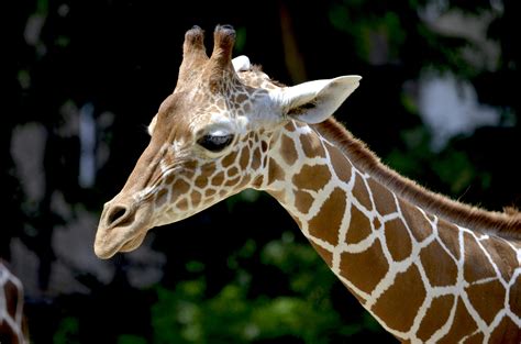 Brown Giraffe During Daytime · Free Stock Photo