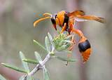 Orange And Black Wasp Pictures
