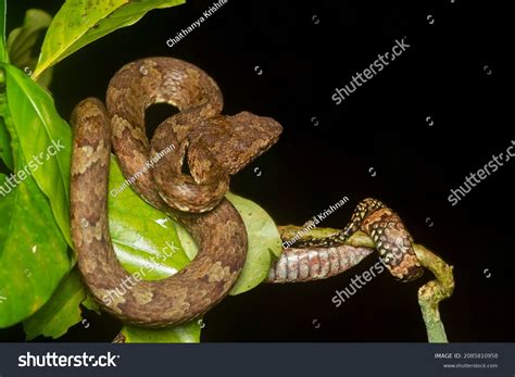 Green Morph Malabar Pit Viper Resting Stock Photo 2085810958 Shutterstock