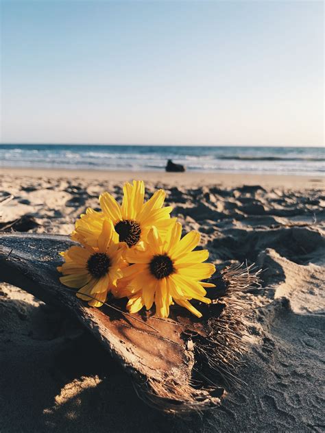 Flowers On The Beach 🌼 Outdoor Beach Celestial