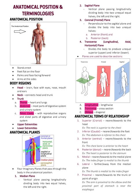 Anatomical Position And Terminologies Anatomical Position