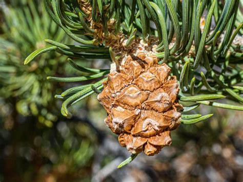 Unripe Pinyon Pine Cone Stock Photo Image Of Ripening 220345986