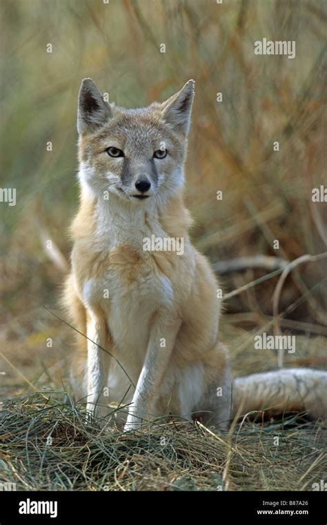 Swift Fox Sitting Vulpes Velox Stock Photo Alamy
