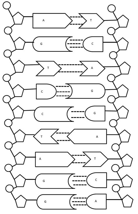 Dna Rna And Replication Worksheet