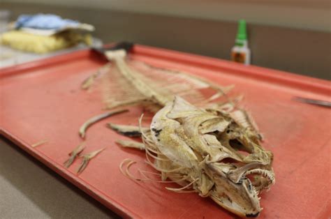 Ichthyology Class Showcases Fish Of Many Forms Alaska Pacific University