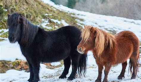 Shetland Pony Breed Profile - Helpful Horse Hints