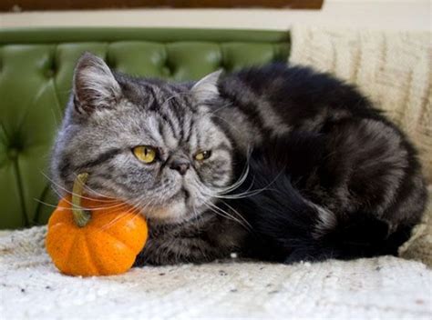 My Pumpkin Cute Cats And Kittens Cute Animal Pictures Kittens And