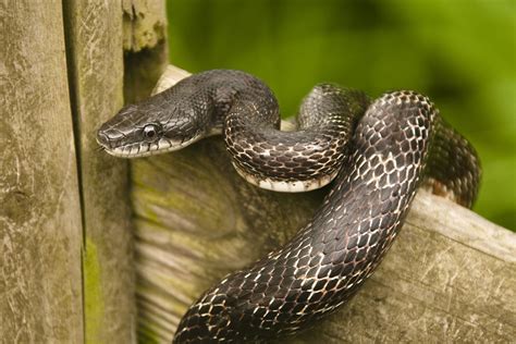 Art Landers Outdoors The Black Rat Snake Common Across Kentucky