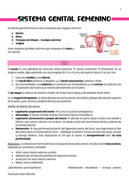 Sistema Genital Femenino Anatomia Udocz