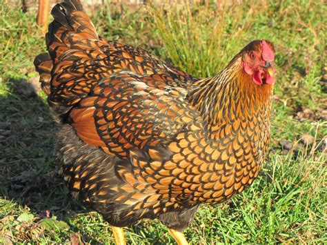Wyandotte Contest Winners Posted Wyandotte Chicken Chickens Backyard Best Egg Laying