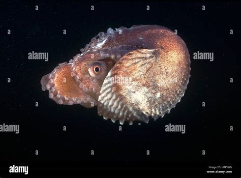 Paper Nautilus Argonauta Nodosa Is Actually A Pelagic Octopus
