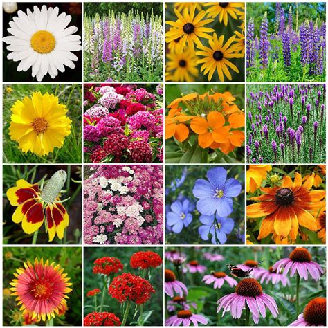 All Perennial Wildflower Seed Mix Eden Brothers
