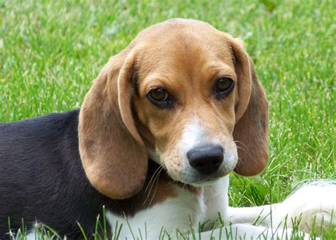 Filecute Beagle Puppy Lilly