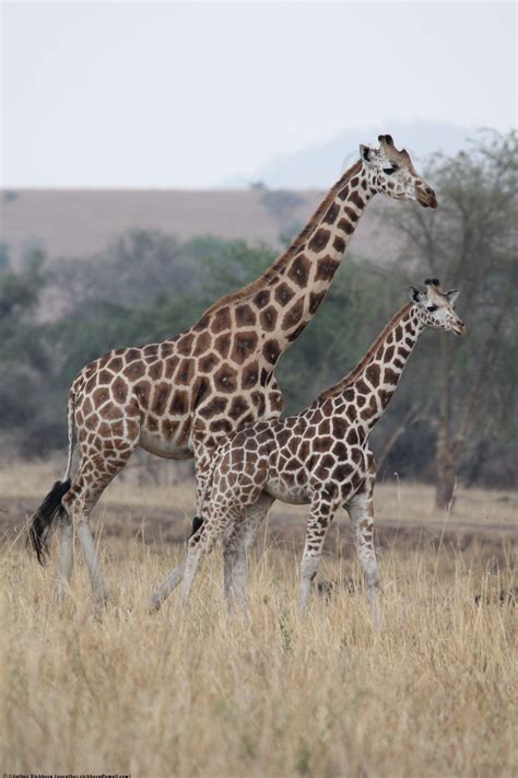 Auch heute noch präsentiert sich das land zwischen victoriasee und. Nature in Uganda