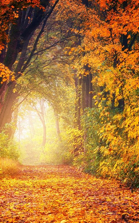 Download 1200x1920 Path Autumn Fall Trees Forest Scenery Cozy