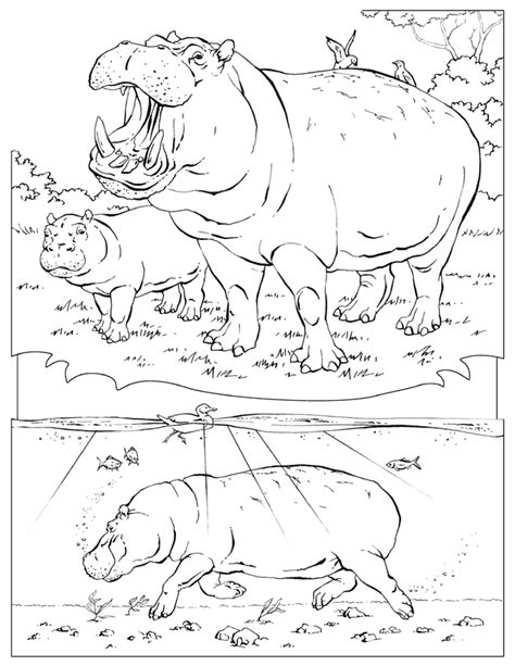National Geographic Coloring Pages Coloring Home