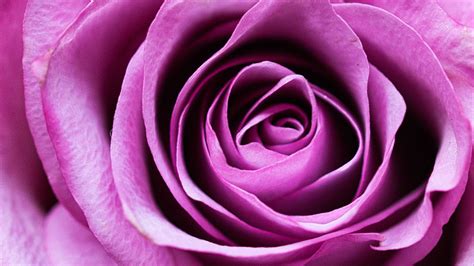 Download Wallpaper 1366x768 Rose Flower Romance Closeup Pink Petals Tablet Laptop Hd