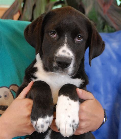 Adorable Border Collie Mix Puppies Debuting For Adoption Today
