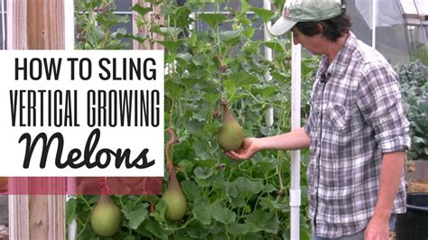 Sling Vertical Growing Melons With Ease The Living Farm
