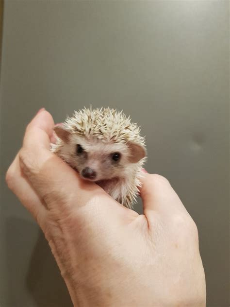 Lovely African Pygmy Hedgehog | Baby hedgehog for sale usa ...