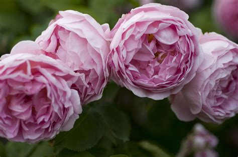 Lush English Roses For Your Garden