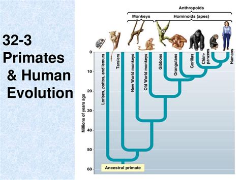 Primate Evolution - Introduction