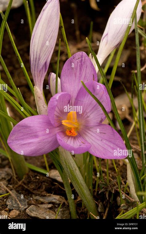 Crocus Minimus Endemic Corm Bulb Hi Res Stock Photography And Images
