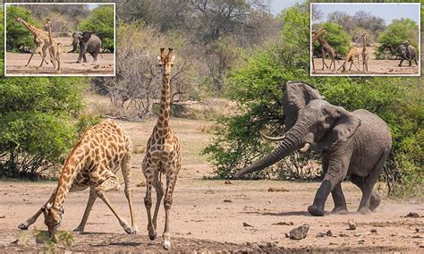 stampeding elephant chases a group of startled giraffes away from a watering hole daily mail
