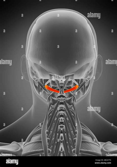 Inferior Capitis Muscle Illustration Stock Photo Alamy