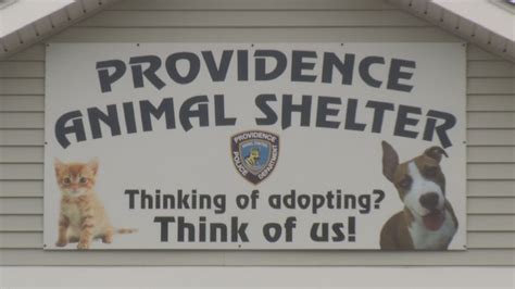 Providence Shelter Director Aims For No Kill Policy