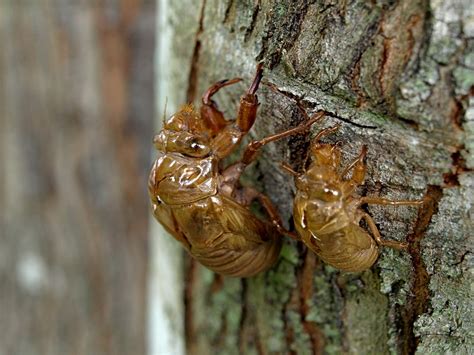 Cicada Shells Meredith Harris Flickr