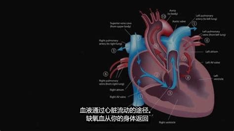 你有必要了解的心脏知识 血液是如何在心脏里完成交互流通的腾讯视频