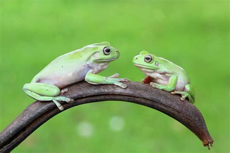 Two Tree Frogs Sitting On A Plant Photograph By Kuritafsheen Pixels