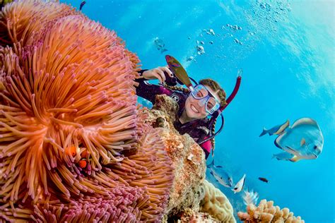 Your Bucket List Guide To Diving The Great Barrier Reef The Bucket List Mermaid
