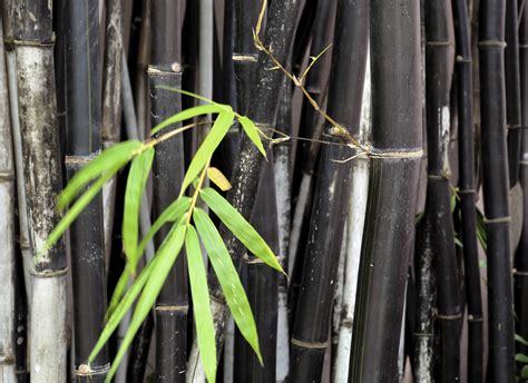 Different Types Of Bamboo Learn About Bamboo Plants For The Garden