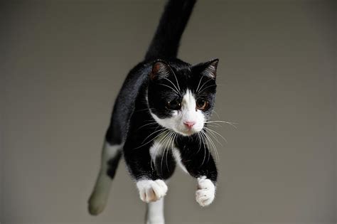 Jumping Tuxedo Cat Photograph By Akimasa Harada Fine Art America