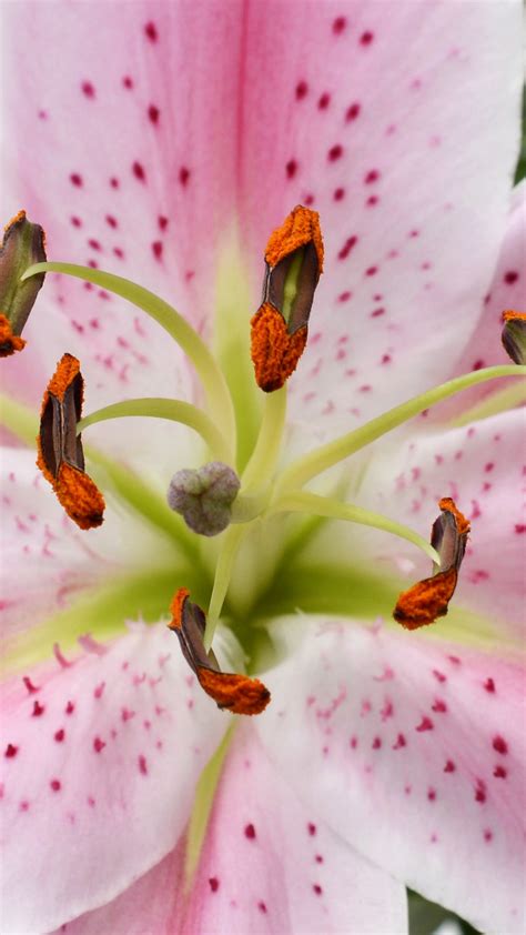 Lily Flower Wallpaper Iphone Gambar Bunga