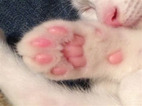 猫の肉球で性格が診断できる色の種類で性格の判別も ページ 2 ねこびあ猫のトリビア 猫の飼い方や豆知識などが身に付く情報サイト