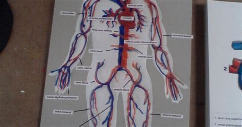 Maquetas Dibujos DiseÑos Sistema Circulatorio