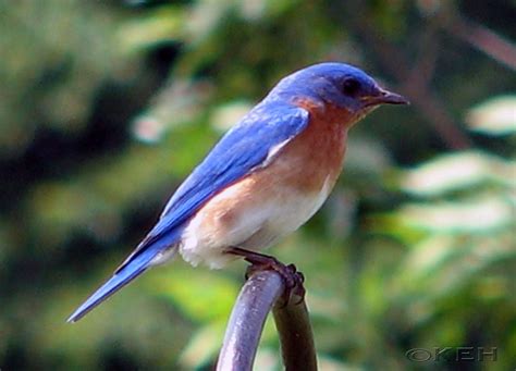 Blue Birds In Indiana Yahoo Image Search Results